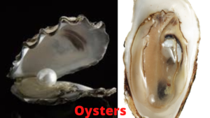 Oysters