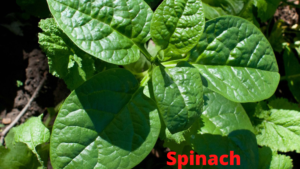 Spinach