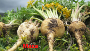 Maca